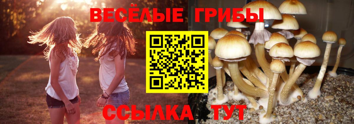 Псилоцибиновые грибы Cubensis Кудрово
